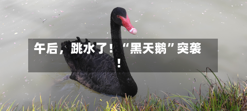 午后	，跳水了！“黑天鹅	”突袭！-第2张图片