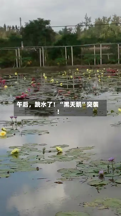 午后，跳水了！“黑天鹅”突袭！-第1张图片
