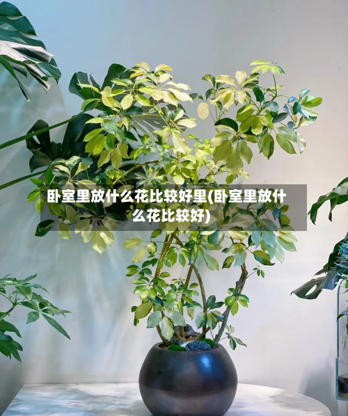 卧室里放什么花比较好里(卧室里放什么花比较好)-第2张图片