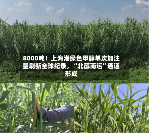 8000吨！上海港绿色甲醇单次加注量刷新全球纪录，“北醇南运”通道形成