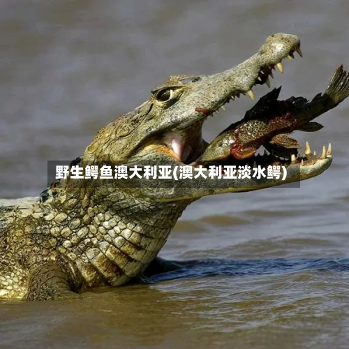野生鳄鱼澳大利亚(澳大利亚淡水鳄)-第3张图片