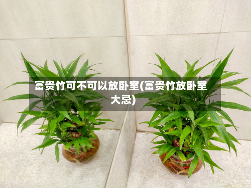 富贵竹可不可以放卧室(富贵竹放卧室大忌)-第2张图片