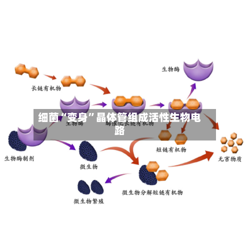 细菌“变身”晶体管组成活性生物电路-第2张图片