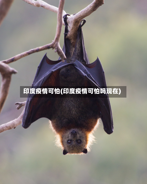 印度疫情可怕(印度疫情可怕吗现在)-第2张图片