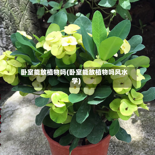 卧室能放植物吗(卧室能放植物吗风水学)