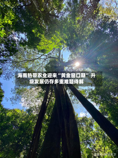 海南热带农业迎来“黄金窗口期” 升级发展仍存多重难题待解-第3张图片