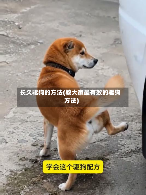 长久驱狗的方法(教大家最有效的驱狗方法)-第2张图片