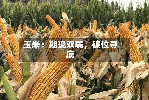 玉米：期现双弱，破位寻底-第1张图片
