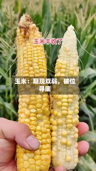 玉米：期现双弱	，破位寻底-第2张图片