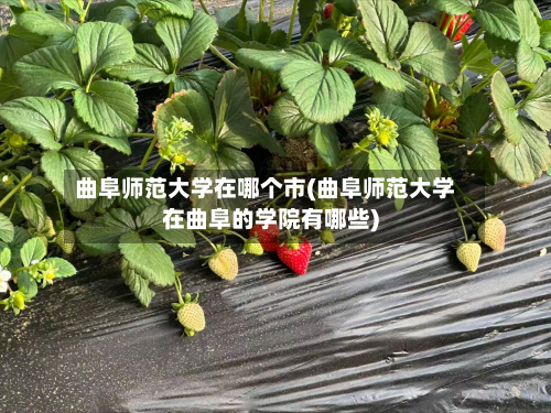 曲阜师范大学在哪个市(曲阜师范大学在曲阜的学院有哪些)-第2张图片