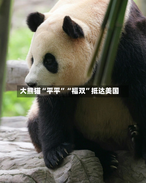 大熊猫“平平”“福双”抵达美国-第3张图片