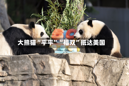 大熊猫“平平	”“福双”抵达美国-第2张图片