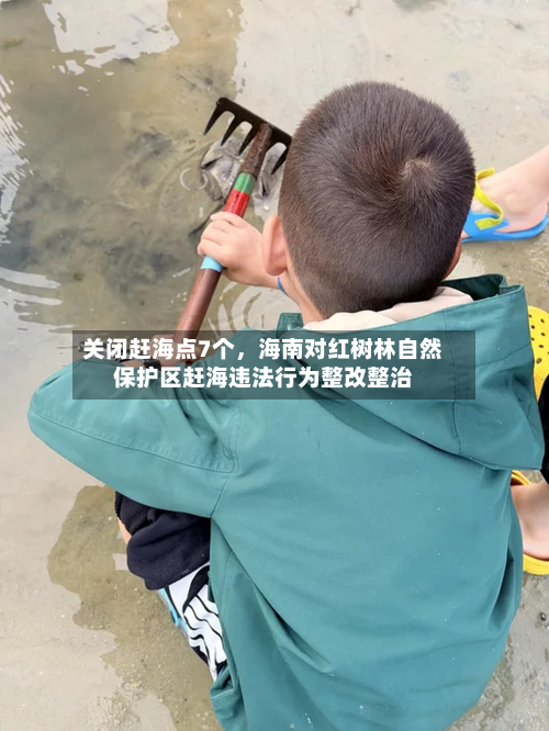 关闭赶海点7个，海南对红树林自然保护区赶海违法行为整改整治-第3张图片